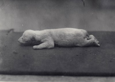 Eisbärenjunges mit noch geschlossenen Augen, liegend auf einer Decke im Londoner Zoo, Januar 1920 von Frederick William Bond